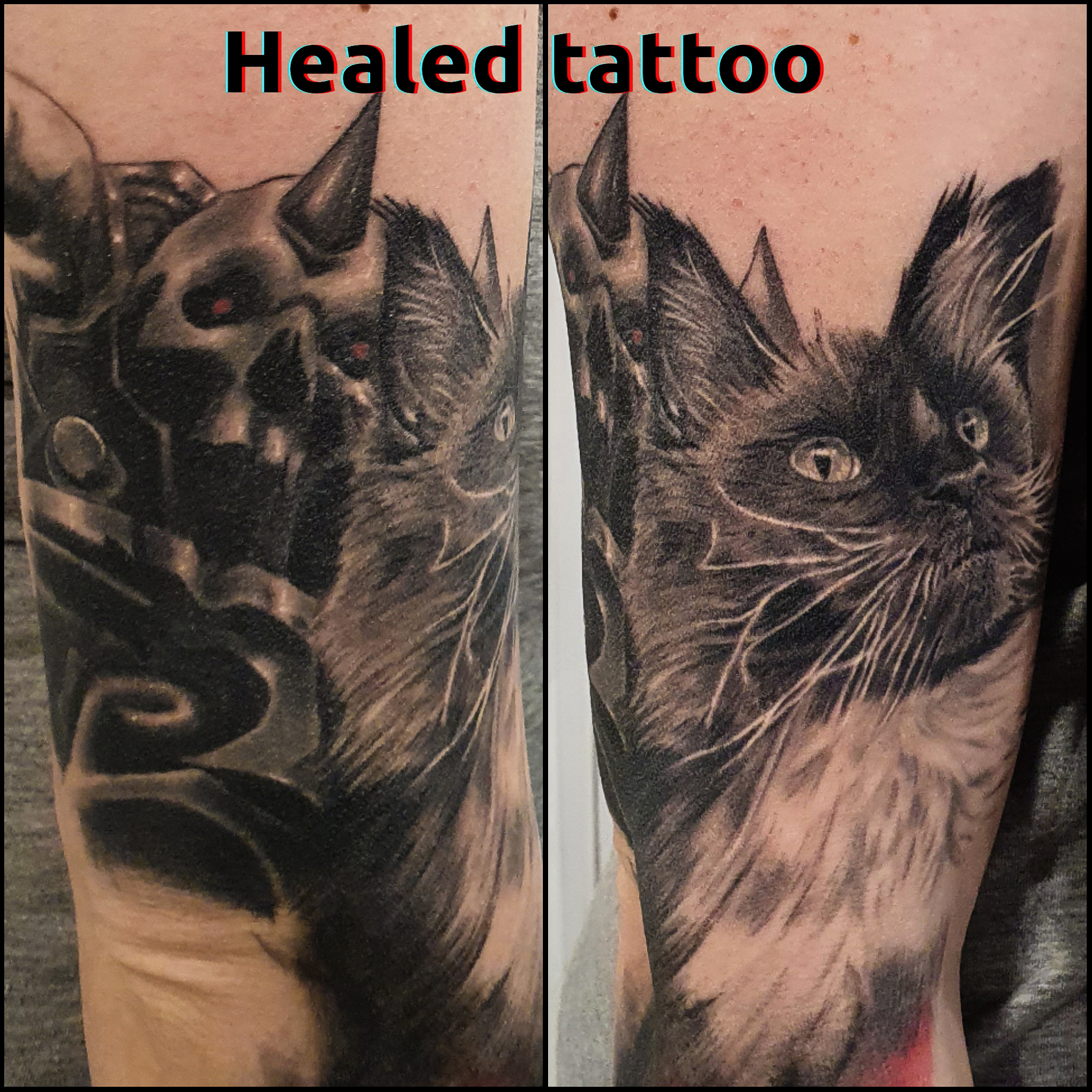 healed tattoo cat